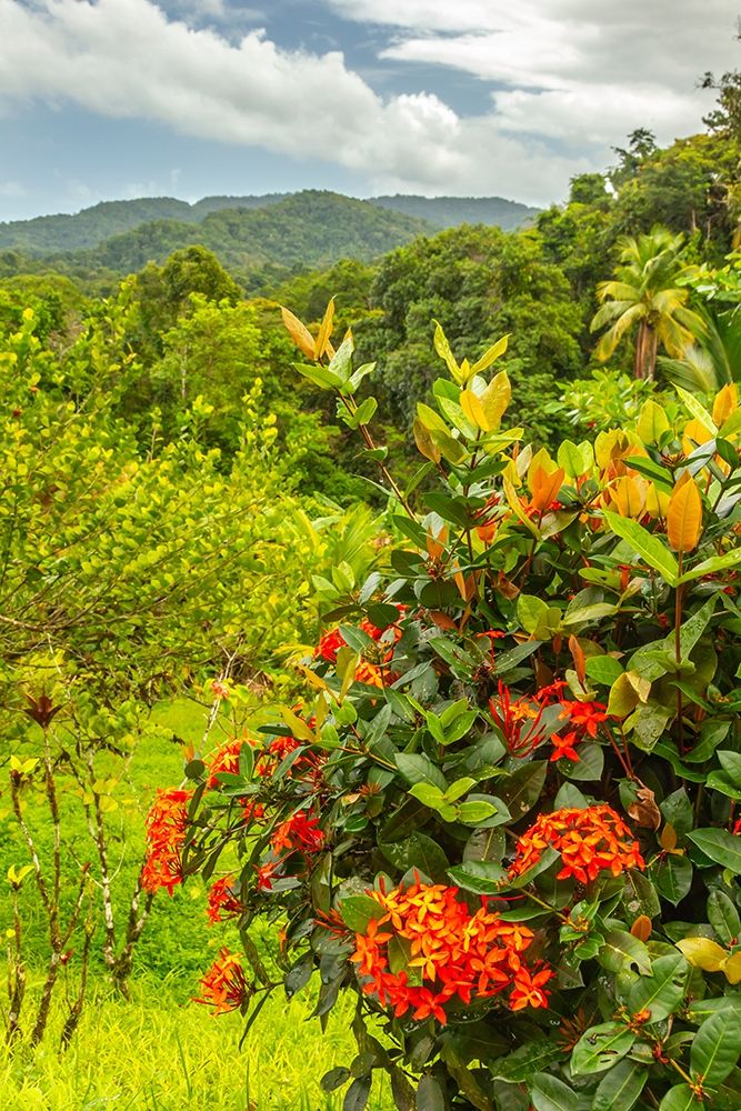 Caribbean-Trinidad Tropical jungle landscape with flowers  art print by Jaynes Gallery for $57.95 CAD